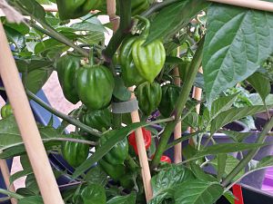 20170720_174547_Richtone(HDR)