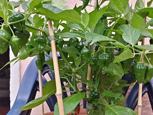 20170720_174953_Richtone(HDR)