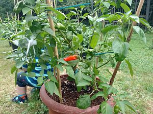IMG_20170720_171726