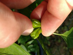 IMG_20170628_190048663