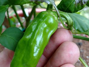 IMG_20170625_094230329