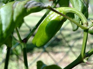 IMG_20170528_090836626