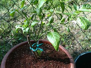 IMG_20170528_090822468