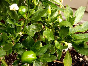 BanCherry