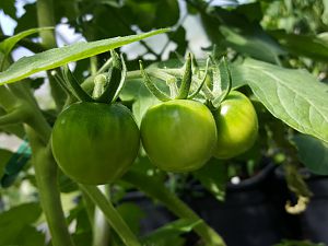 Cocktail Tomate 23.07.17