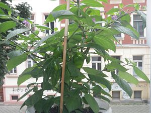 Rocoto deSeda  22.7.