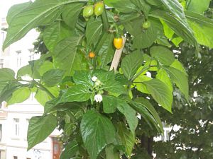 Aji dulce Amarillo "Erbse"