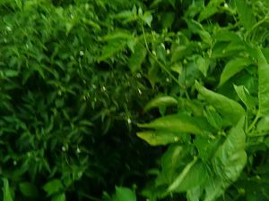 IMG_20170725_180340