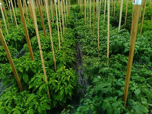 IMG_20170726_075714