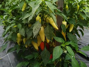 IMG_20170726_075735