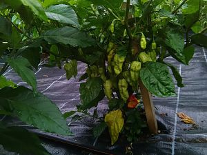 IMG_20170726_075919