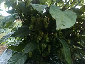 IMG_20170726_075911