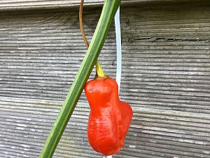IMG_2914