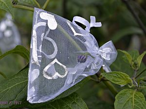 Rocoto Big Brown