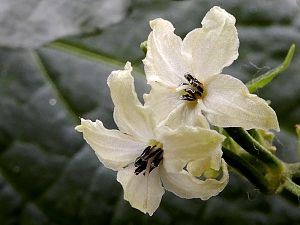 Dwarf White Labuyo