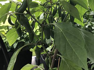 Jalapeno