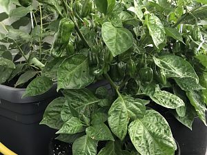 Habanero Chocolate