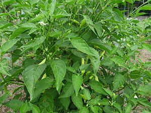 Aji Melocoton
