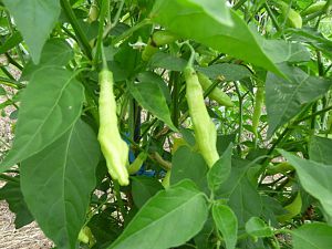 Aji Melocoton2