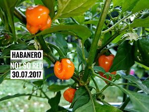 IMG_20170730_095934-01