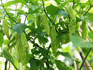 7pot_mustard_maxwell