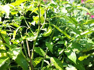 7pot_mustard_maxwell_2