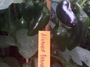 20170730_202446_Richtone(HDR)