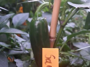 20170730_202530_Richtone(HDR)