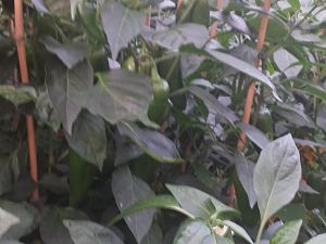 20170730_202823_Richtone(HDR)