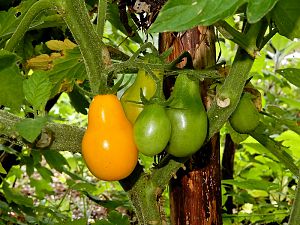 Yellow Pear