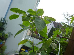 P1300368