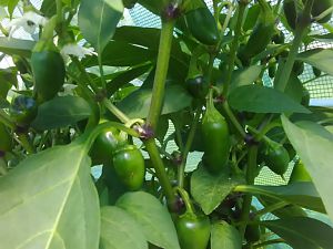 N. LemonSpice 1