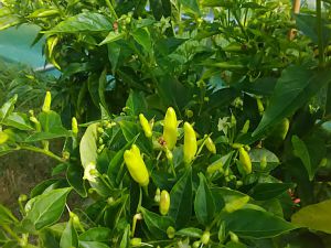 Tabasco Fruchtansatz