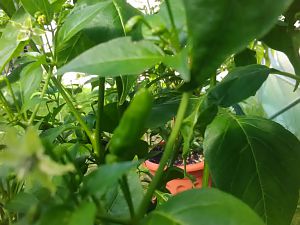 CAP1149 Fruchtansatz