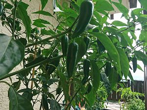 Jalapeno Normal Behang