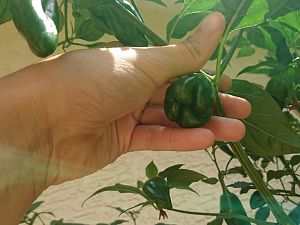 Jalapeno