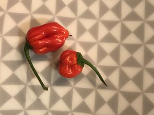 Ersten Bhut mit falscher Fruchtform