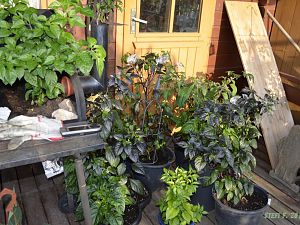 Verandabrut