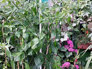 20170803_174139_Richtone(HDR)