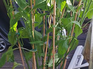 20170803_174419_Richtone(HDR)