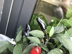 IMG_8471