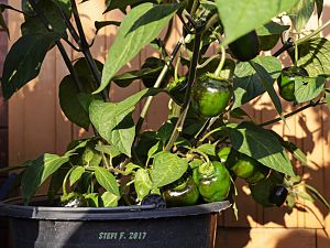 Rocoto Grandis