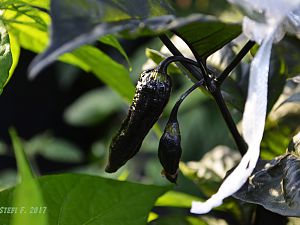 Black Bhut