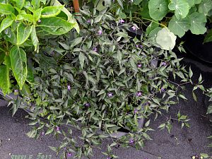 Naga Jolokia Purple