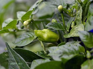 Brito´s Mystery Peach F4 aus Originalsaatgut von Tasty Peppers