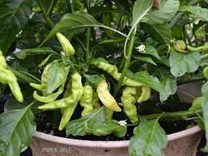 Murupi Amarela White