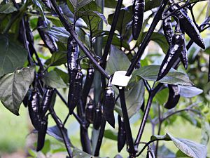 Orange Bhut x Neyde