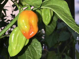 IMG_8525