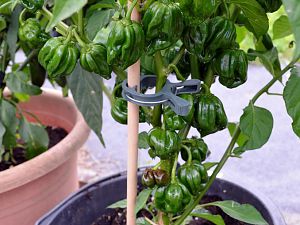 Black Habanero