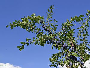 Zwetschgen